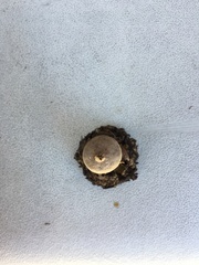 Geastrum fornicatum