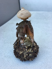 Geastrum fornicatum