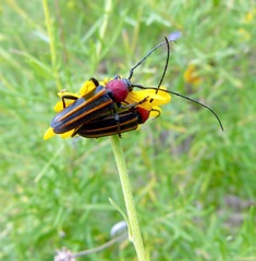 Mannophorus laetus