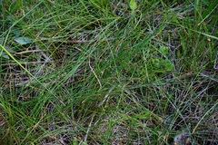 Eleocharis rostellata