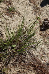 Dichanthelium depauperatum