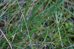 Eleocharis rostellata