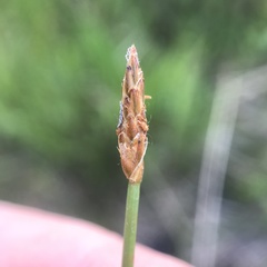 Eleocharis rostellata
