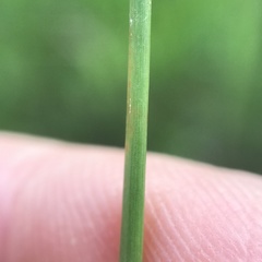 Eleocharis rostellata