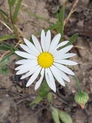 Aphanostephus skirrhobasis