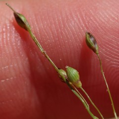 Dichanthelium depauperatum