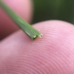 Eleocharis rostellata