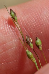 Dichanthelium depauperatum