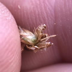 Eleocharis rostellata