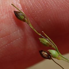 Dichanthelium depauperatum