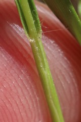 Dichanthelium depauperatum