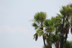 Acoelorraphe wrightii