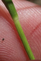 Dichanthelium depauperatum