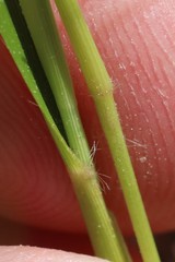 Dichanthelium depauperatum