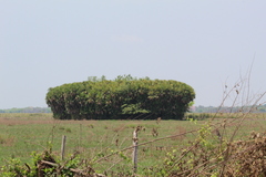 Acoelorraphe wrightii