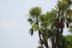 Acoelorraphe wrightii