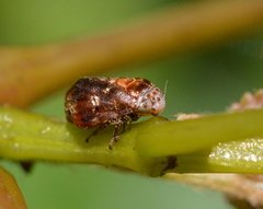 Clastoptera octonotata