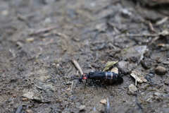 Pyractonema