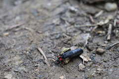 Pyractonema