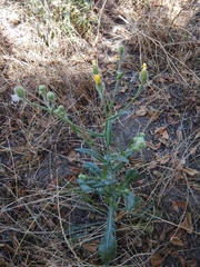 Crepis marschallii