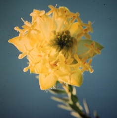 Pimelea sulphurea