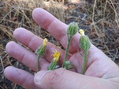 Crepis marschallii