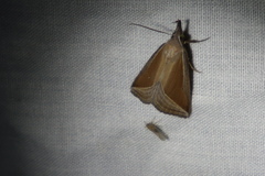 Hypena conscitalis