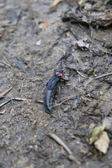 Pyractonema