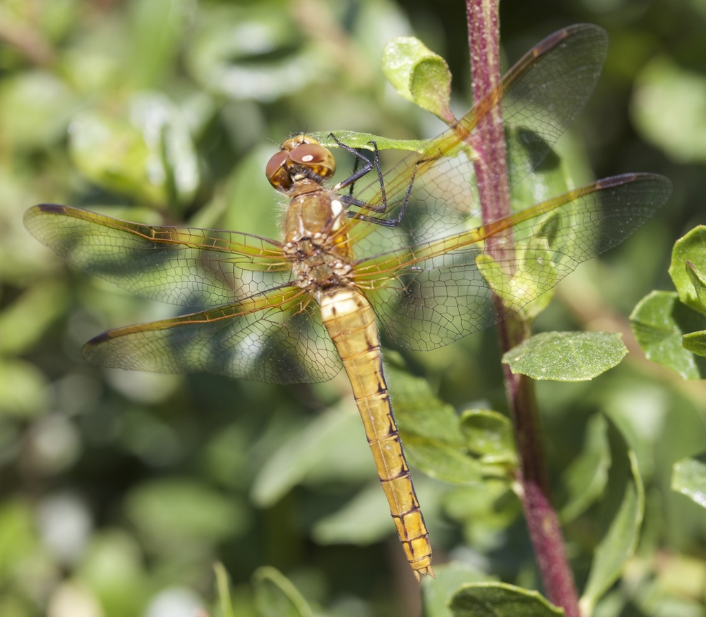 Red-veined Meadowhawk