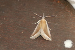 Hypena conscitalis