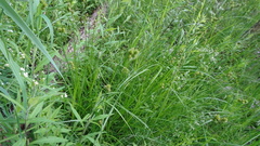 Carex bebbii