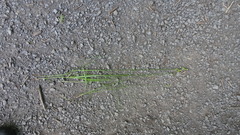 Carex bebbii