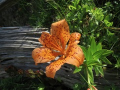 Lilium maculatum