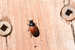 Aphodius pedellus