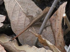 Anolis carlliebi