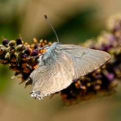 Satyrium saepium