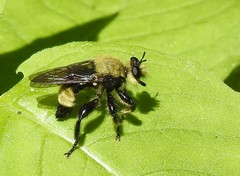 Laphria posticata
