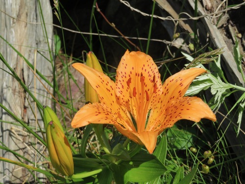 Image of Thunberg's Lily (Lilium maculatum) by (c) Marco Mussita, some rights reserved (CC BY)
