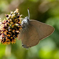 Satyrium saepium