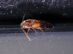 Ampedus areolatus