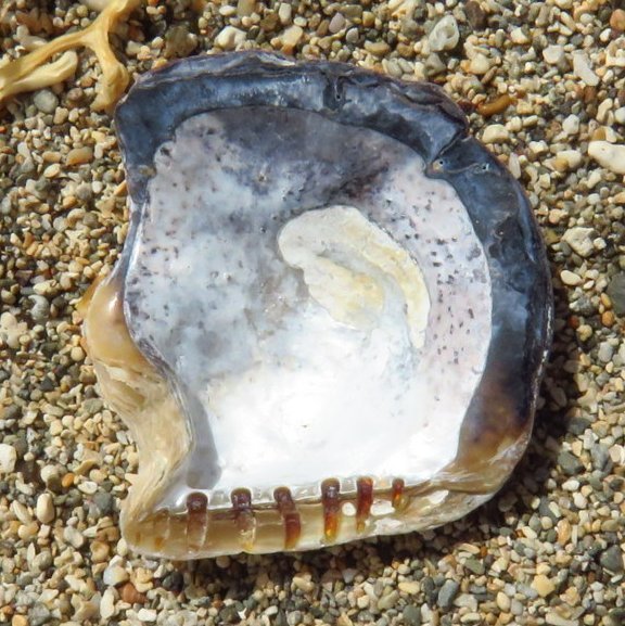 Isognomon incisus