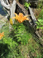 Lilium maculatum