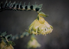 Pimelea sulphurea