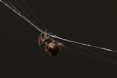 Araneus rotundulus