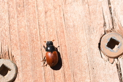 Aphodius pedellus