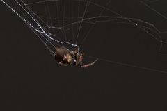 Araneus rotundulus