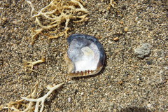 Isognomon incisus