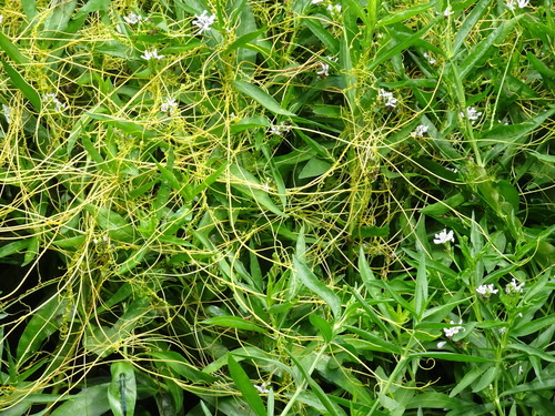 Image of Cuscuta pentagona by (c) Thomas Koffel, some rights reserved (CC BY)