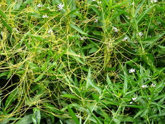 Cuscuta pentagona