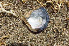 Isognomon incisus